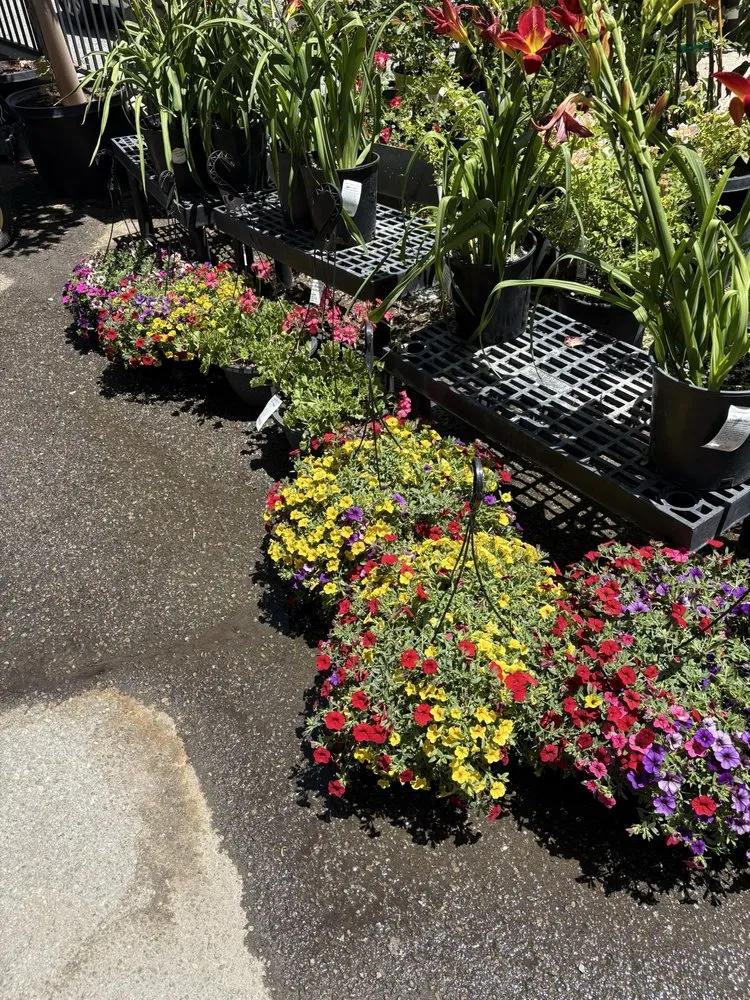 Custom yard cleanup service with custom design in Big Bear Lake, CA by Emingers Mountain Nursery