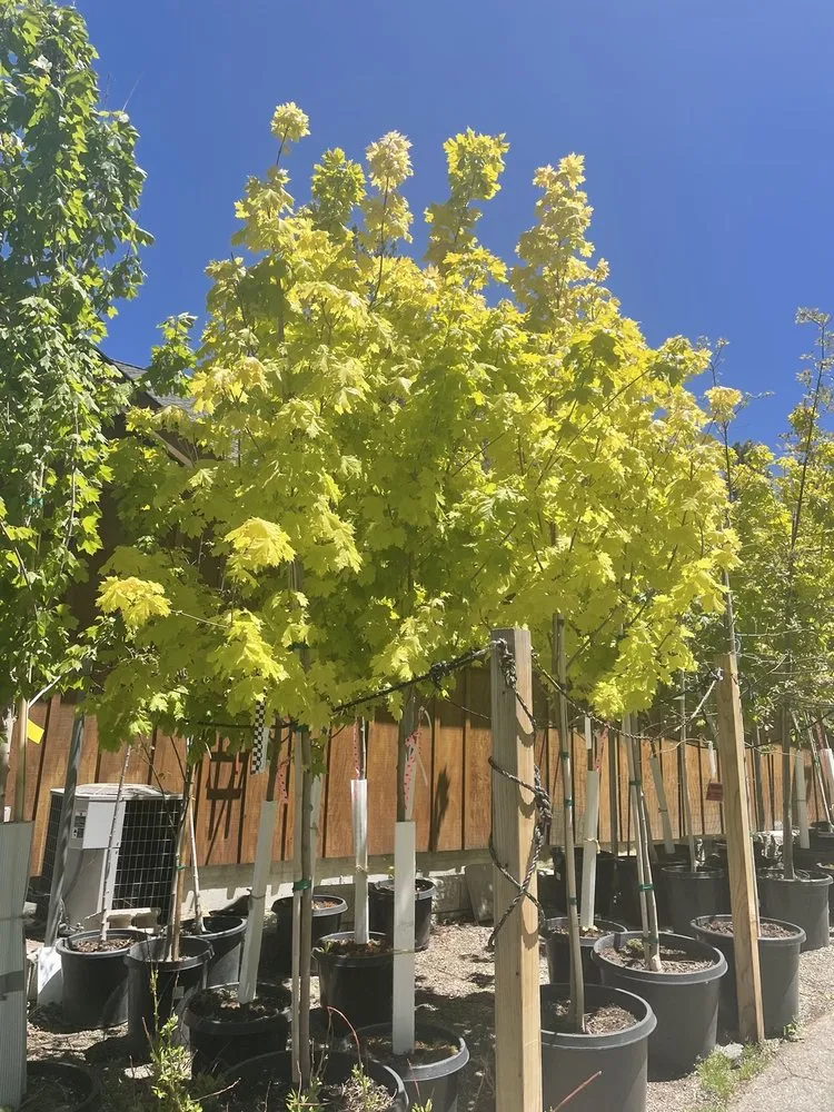 Professional landscaping services with custom design across Big Bear Lake, CA - Emingers Mountain Nursery