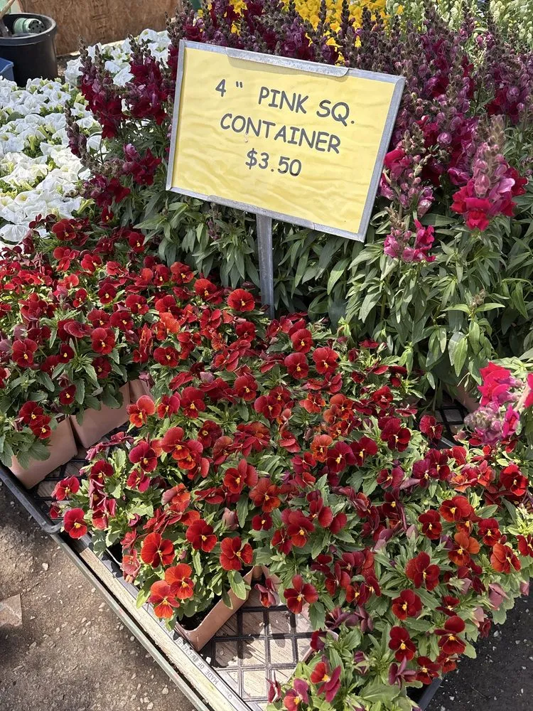 Top-rated landscaping services in Big Bear Lake, CA - Emingers Mountain Nursery