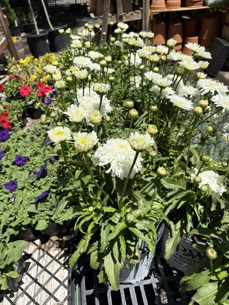 Reliable lawn care service in Big Bear Lake, CA - Emingers Mountain Nursery