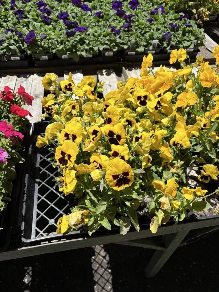 Reliable residential landscaping in Big Bear Lake, CA - Emingers Mountain Nursery