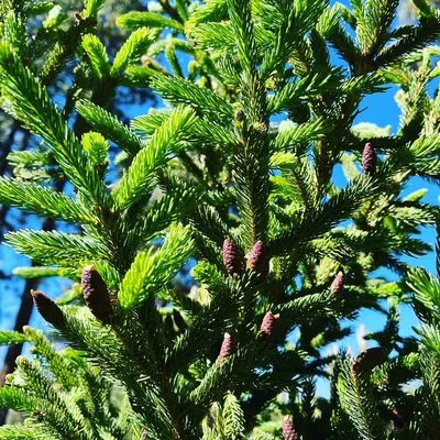 Emingers Mountain Nursery