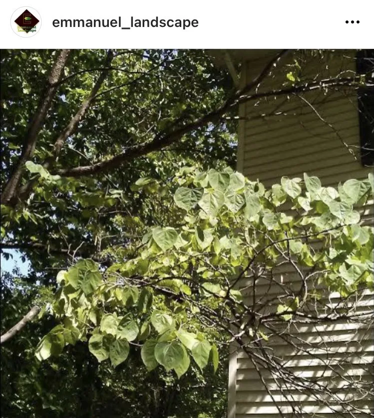 Custom yard maintenance in York, PA by Emmanuel Landscape