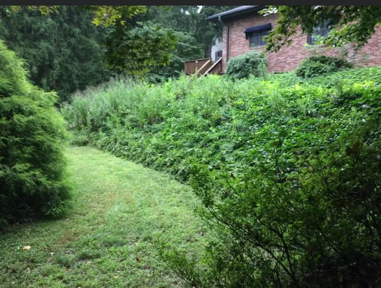 Reliable yard cleanup service with custom design in York, PA by Emmanuel Landscape