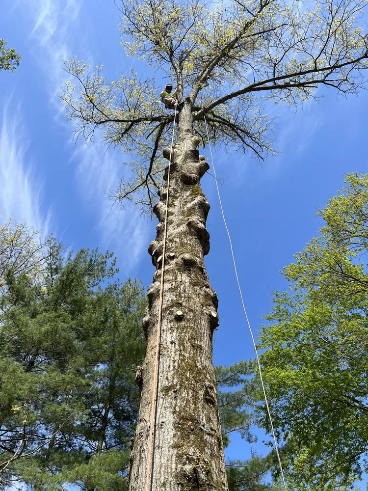 Reliable yard cleanup service for year-round maintenance in New Carrollton, MD by Emmanuel’s Landscaping