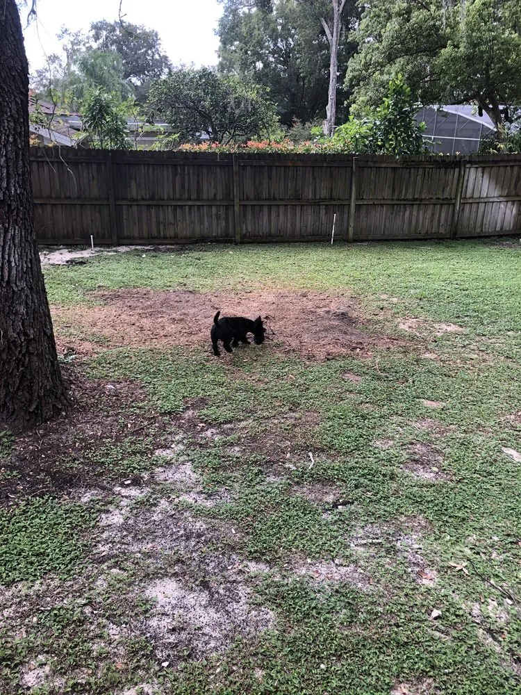 Reliable landscaping services in Kissimmee, FL by Emov Lawn Care