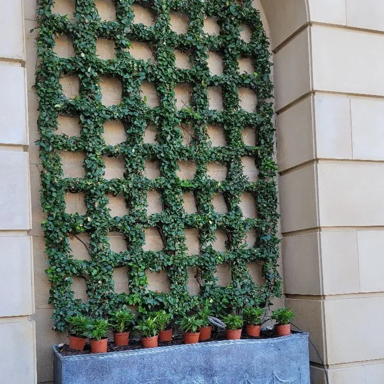 Affordable outdoor landscaping for beautiful yards in Lake Worth Beach, FL by EMP General Cervices