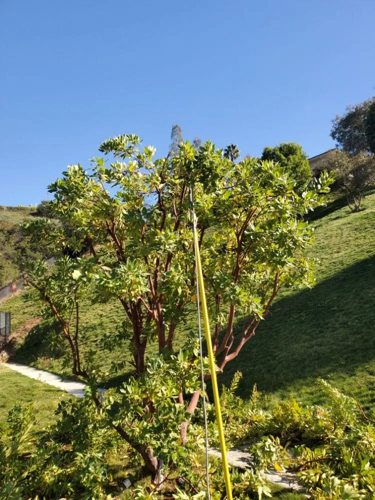 Trusted landscaping services for beautiful yards in Encino, CA by Empire Landscape