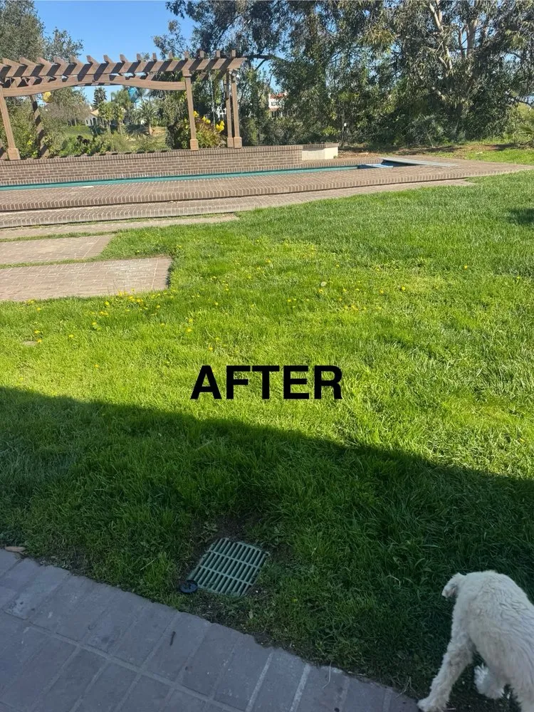 Affordable yard cleanup service in Encino, CA by Empire Landscape