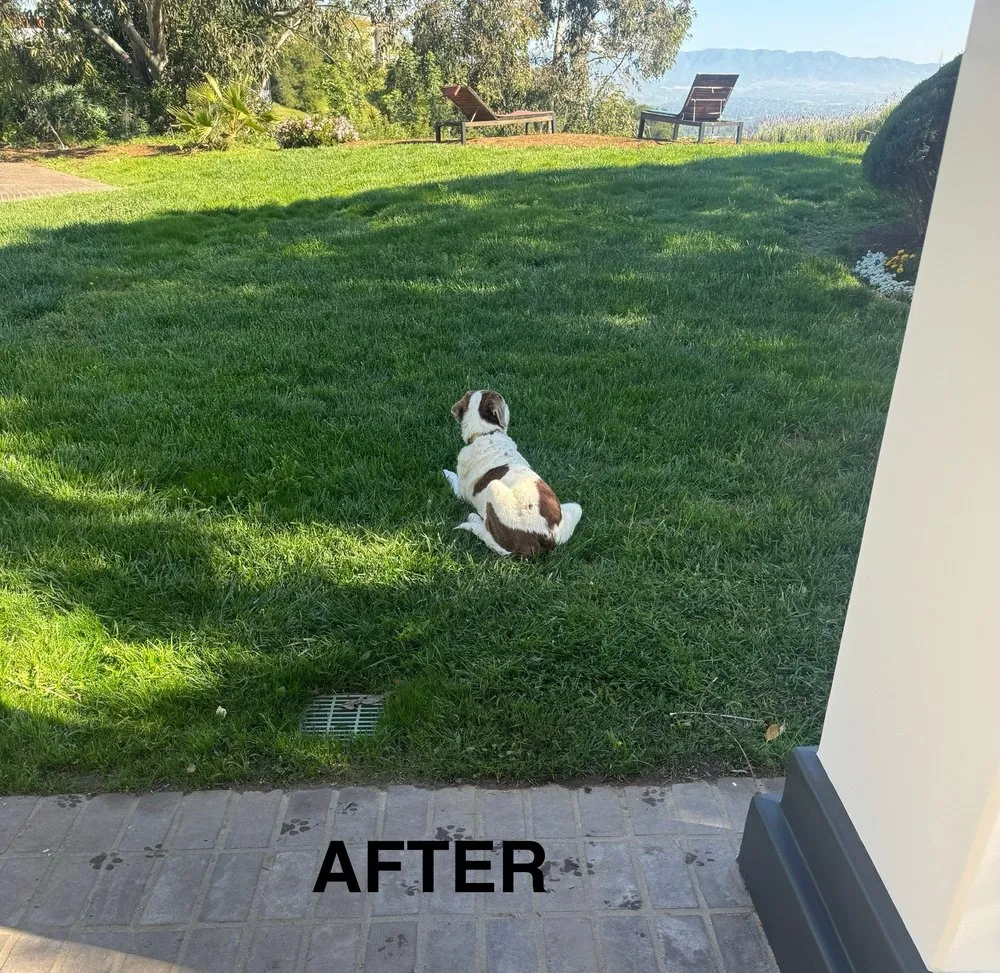 Trusted outdoor landscaping with custom design in Encino, CA by Empire Landscape