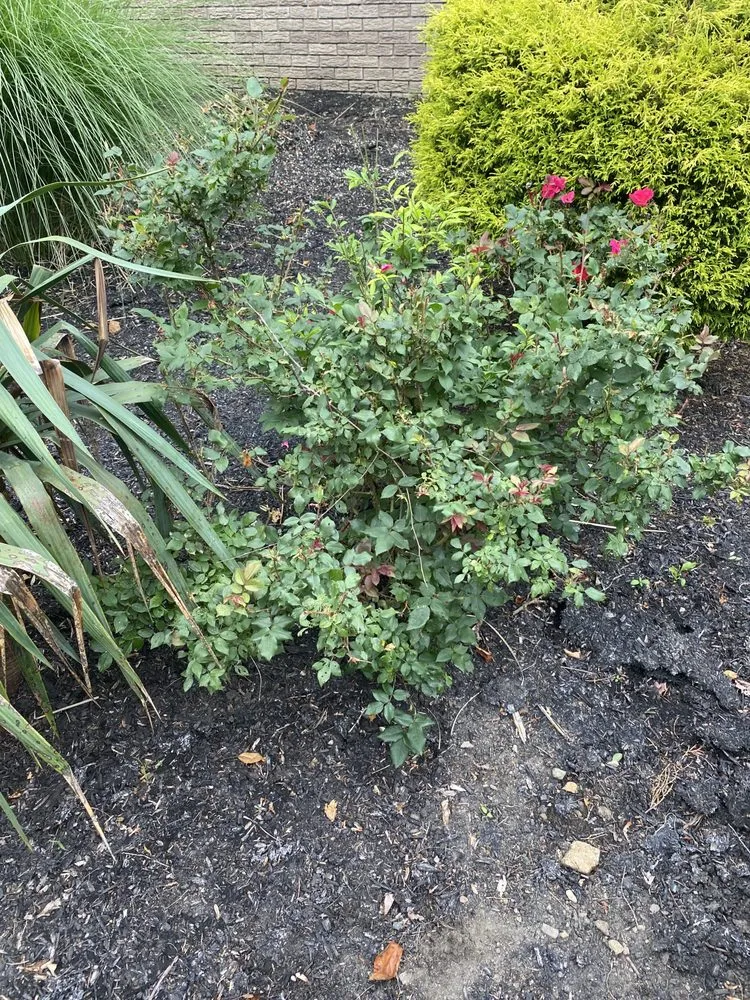 Local lawn care service for year-round maintenance across East Hanover, NJ - Empire Landscaping