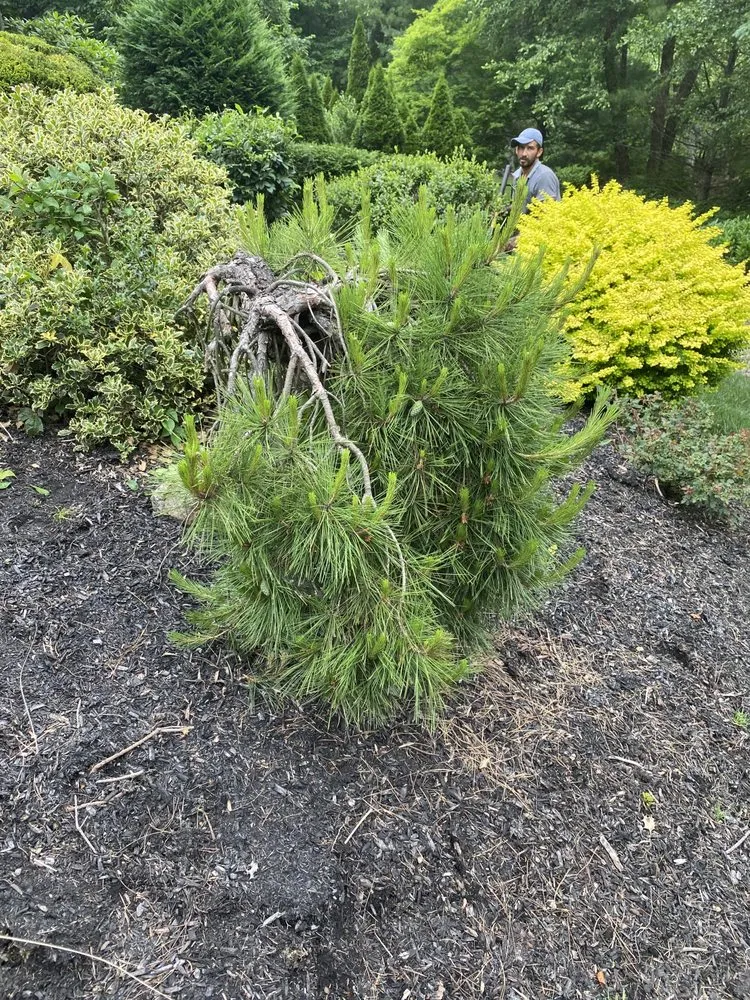 Custom lawn mowing service near you in East Hanover, NJ by Empire Landscaping