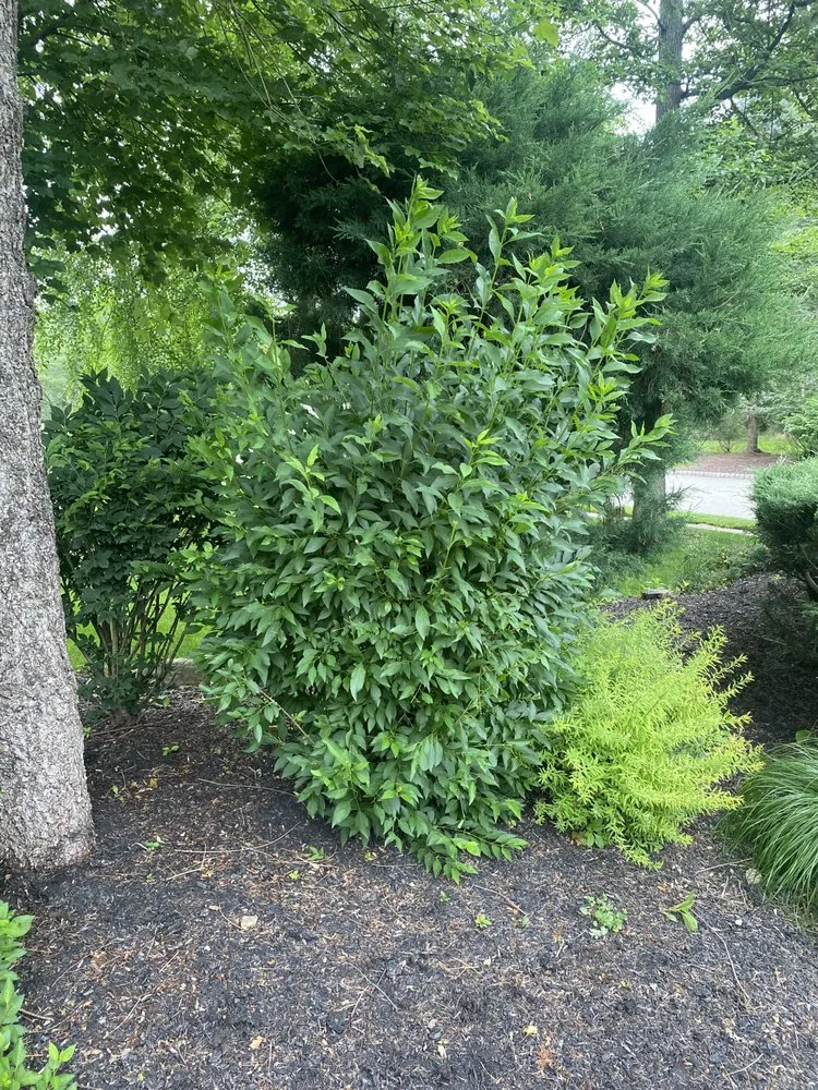 Expert lawn mowing service for year-round maintenance across East Hanover, NJ - Empire Landscaping