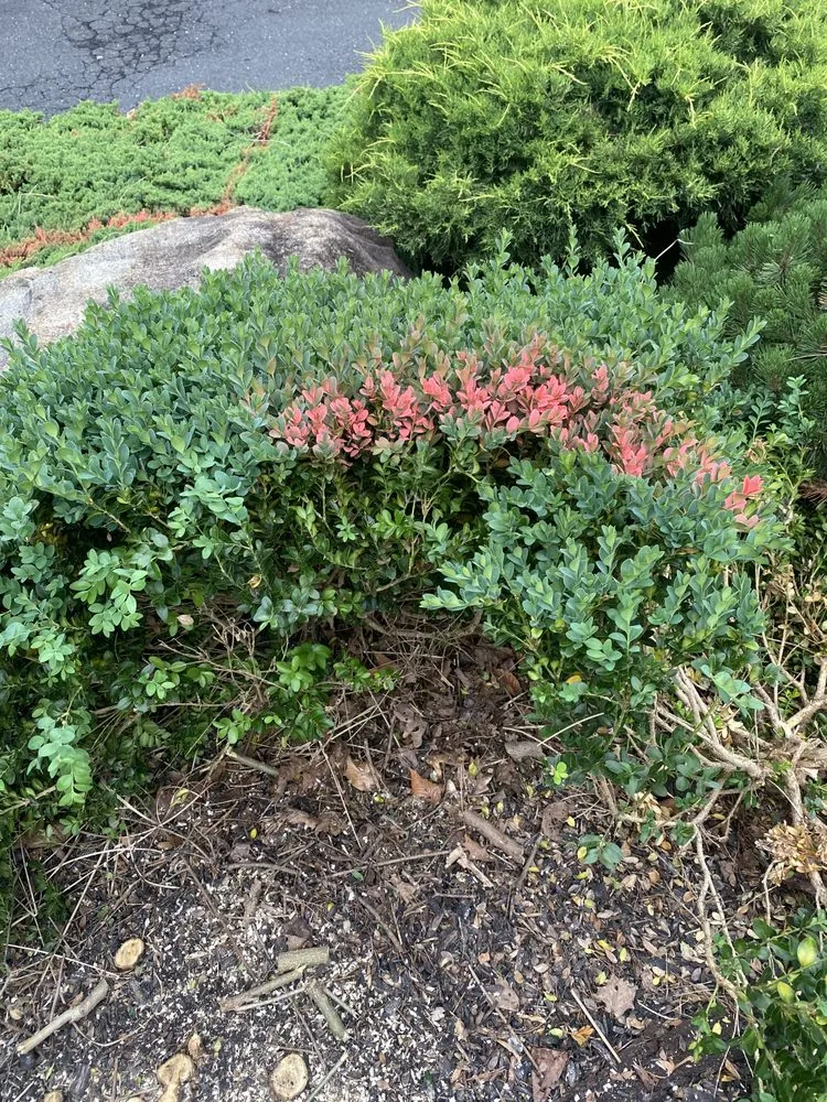 Expert lawn care service in East Hanover, NJ - Empire Landscaping