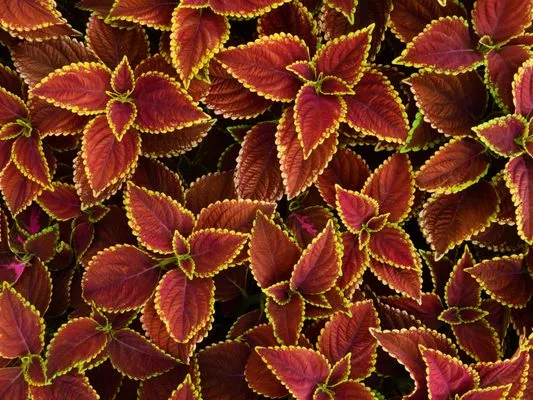 Empire Landscaping Logo