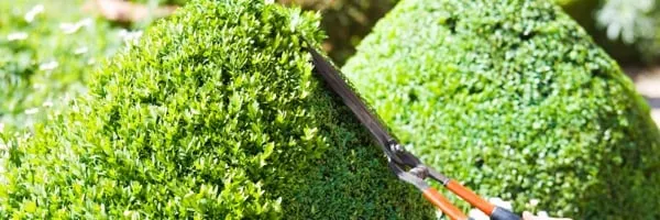 Local yard cleanup service in Fayetteville, AR - Empire Lawns