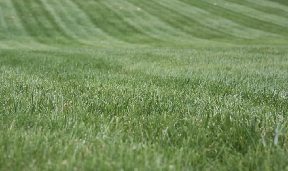 Expert landscape installation with custom design across Walker, LA - Empire Precisions