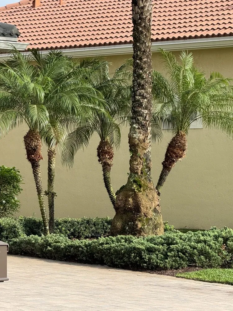 Reliable yard cleanup service in Pompano Beach, FL by Empire Services Group