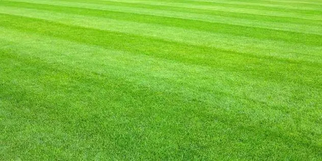 Reliable lawn care service in North Bangor, NY by Empire State Lawn & Maintenance