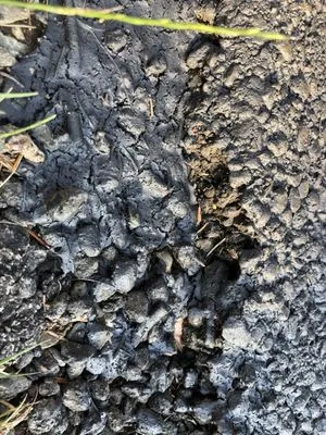 Empire State Services Logo