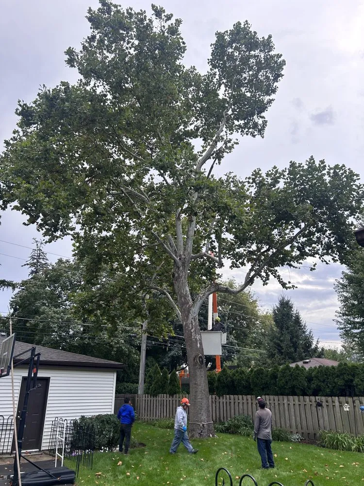 Custom yard cleanup service experts serving Mount Prospect, IL - Empire Tree and Landscape