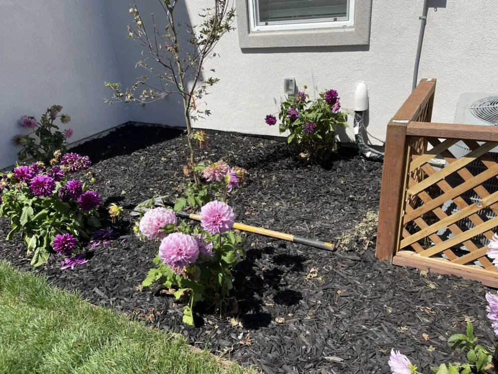 Top-rated yard cleanup service for year-round maintenance in Pittsburg, CA by Empire Tree And Landscape Service