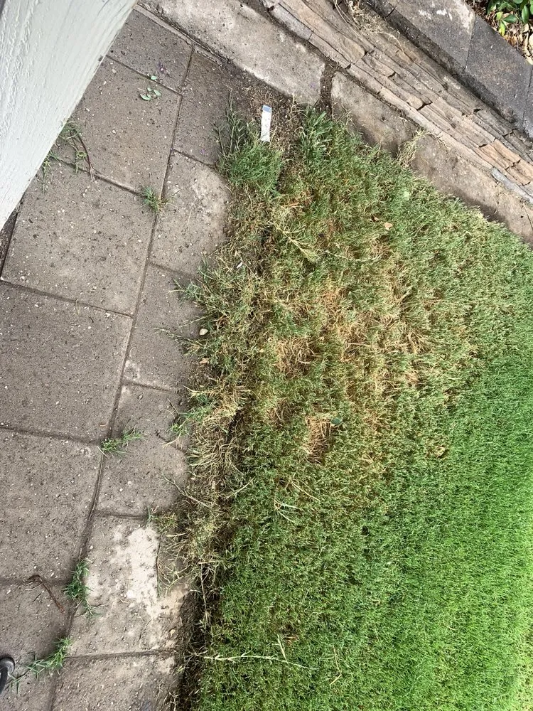 Local yard maintenance experts serving Albuquerque, NM - Empire Yard Maintenance