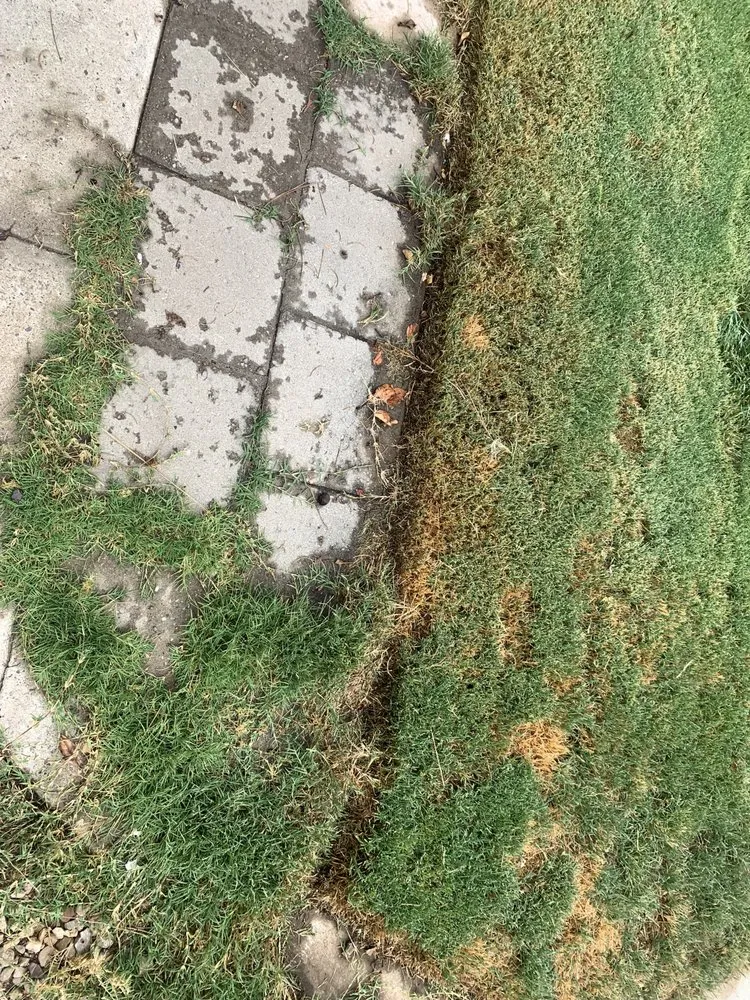 Local yard cleanup service experts serving Albuquerque, NM - Empire Yard Maintenance