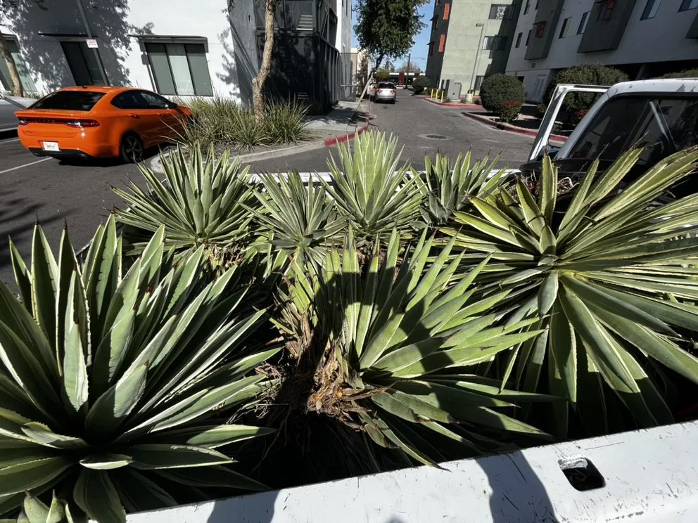 Local yard maintenance in Mesa, AZ - Empower Landscaping