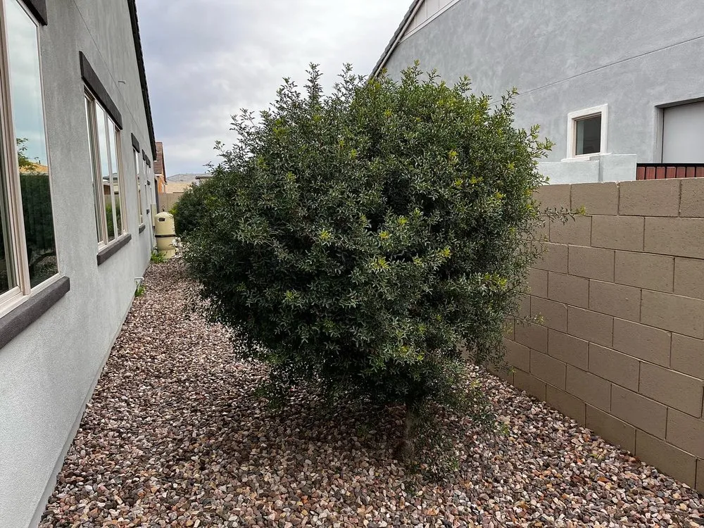 Affordable lawn care service experts serving Mesa, AZ - Empower Landscaping