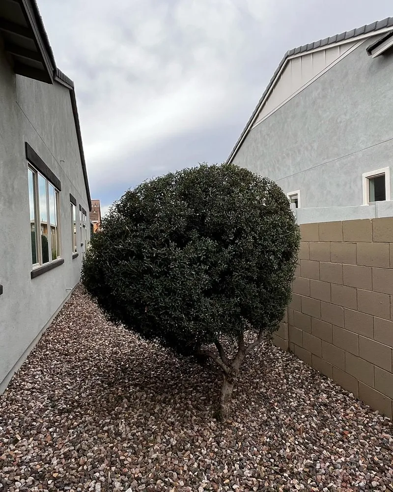 Affordable outdoor landscaping in Mesa, AZ by Empower Landscaping