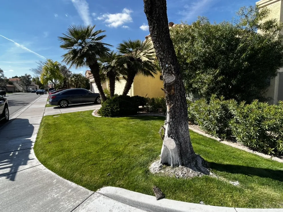 Trusted garden landscaping for beautiful yards in Mesa, AZ by Empower Landscaping