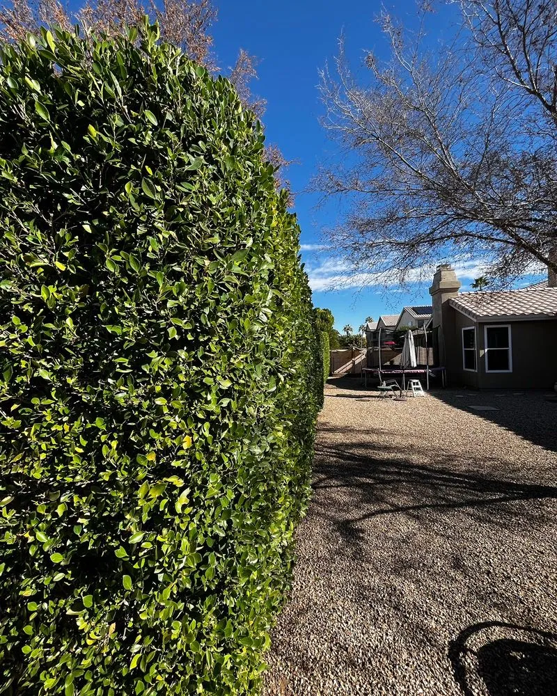 Expert landscaping services for residential properties across Mesa, AZ - Empower Landscaping