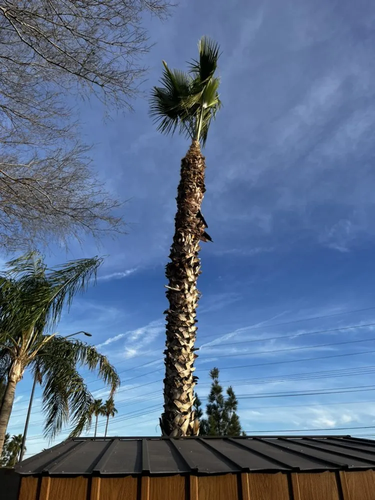 Local outdoor landscaping for year-round maintenance across Mesa, AZ - Empower Landscaping