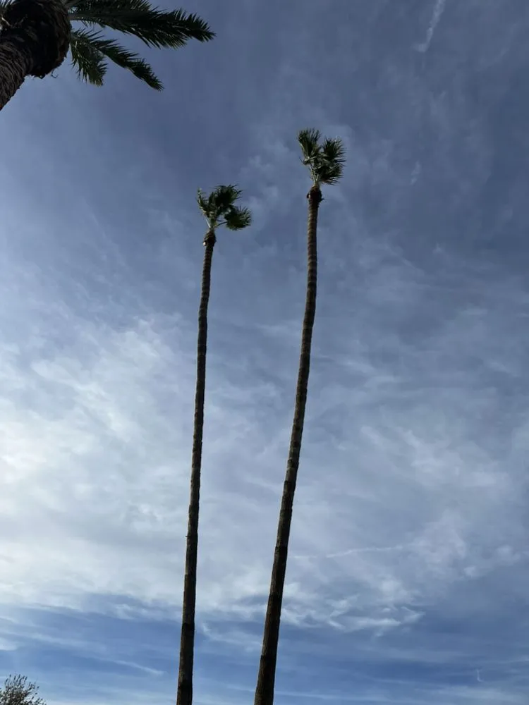 Local landscape installation for year-round maintenance in Mesa, AZ by Empower Landscaping