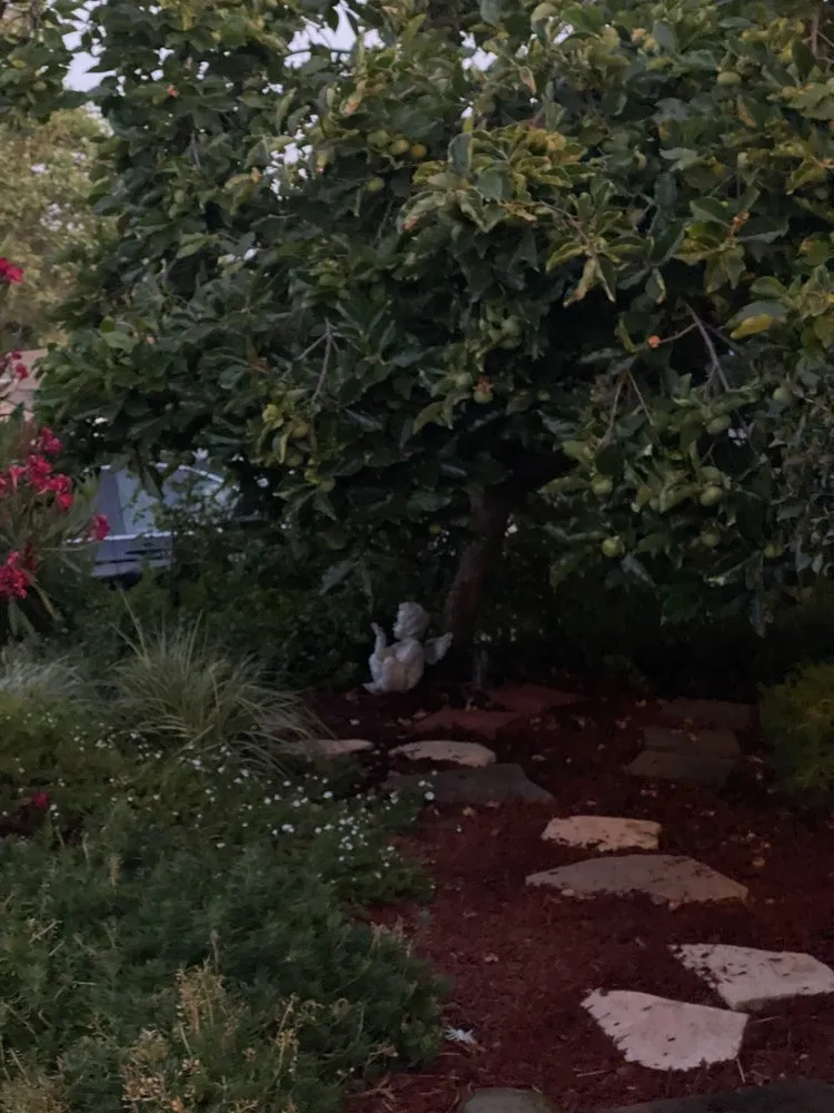 Trusted landscape design for year-round maintenance across Tiburon, CA - Empress Landscaping