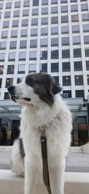 EMS Handyman Services