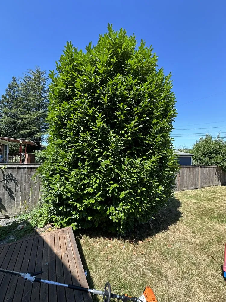 Reliable landscaping services for residential properties across Seattle, WA - E.M.T Landscaping