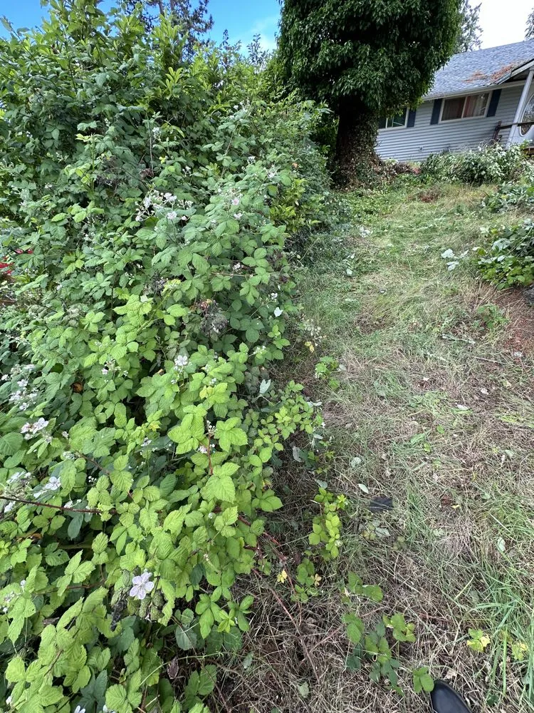 Top-rated yard cleanup service in Seattle, WA - E.M.T Landscaping