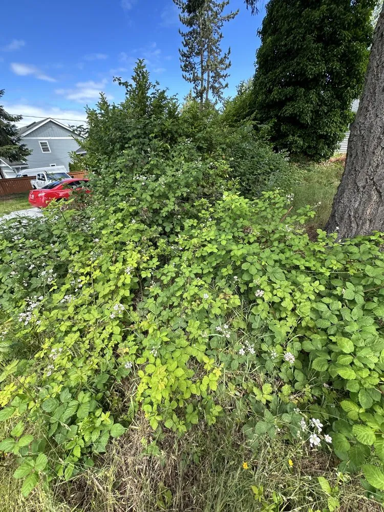 Professional landscape design in Seattle, WA - E.M.T Landscaping