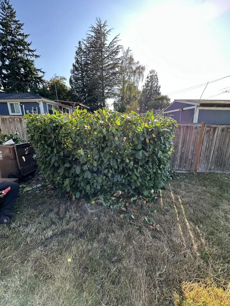 Professional yard maintenance for year-round maintenance across Seattle, WA - E.M.T Landscaping