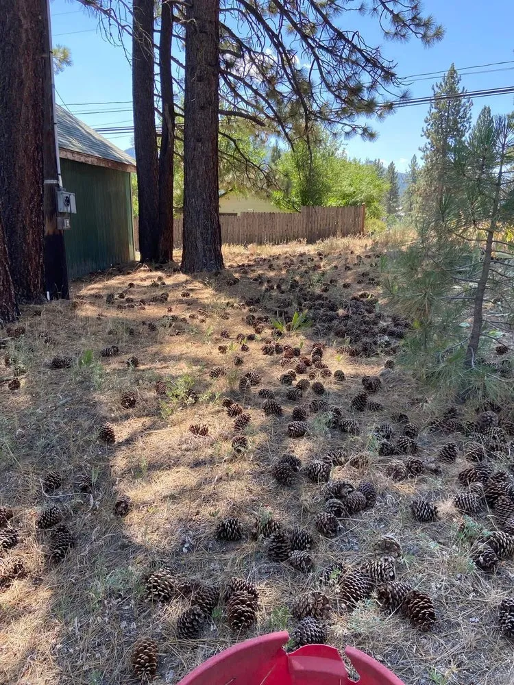 Local yard cleanup service in Tahoe, CA - EN Tahoe Property Care