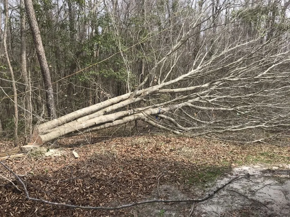 Top-rated landscape design in Jacksonville, NC by ENC LAWN AND STUMP