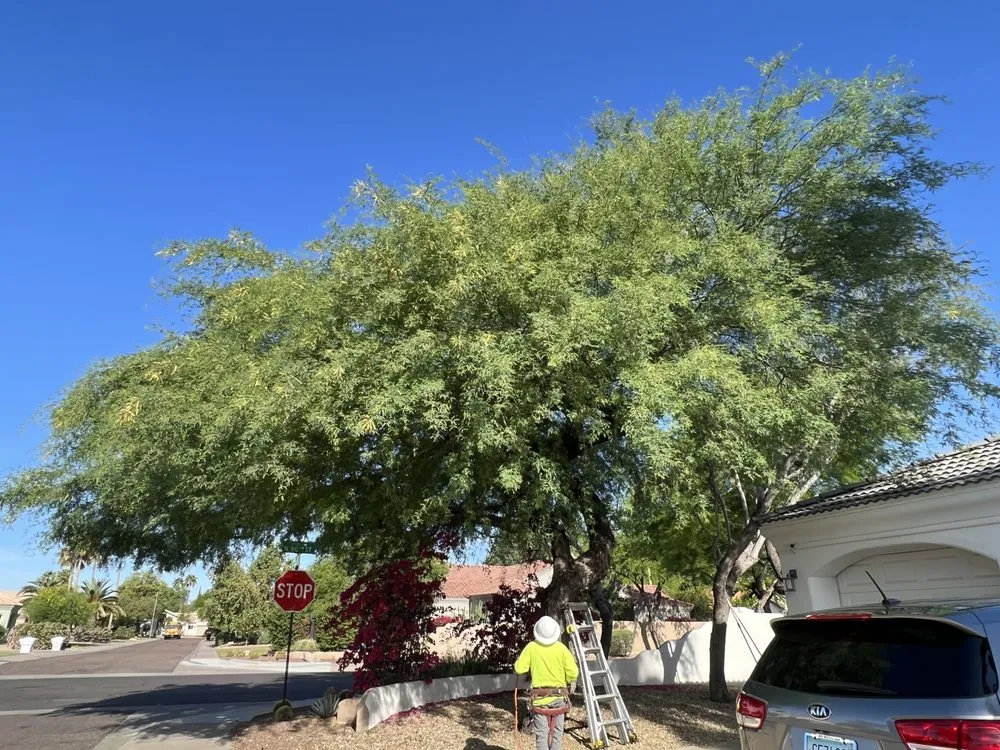 Top-rated lawn care service experts serving Tolleson, AZ - Encanto Landscaping and Design