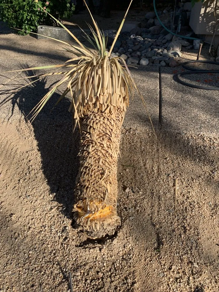 Top-rated garden landscaping in Phoenix, AZ - Enchanted Garden Landscape