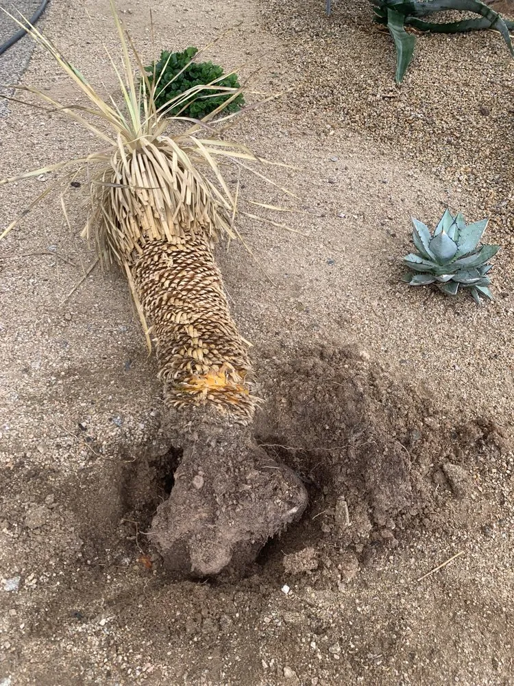 Professional landscaping services for beautiful yards in Phoenix, AZ by Enchanted Garden Landscape