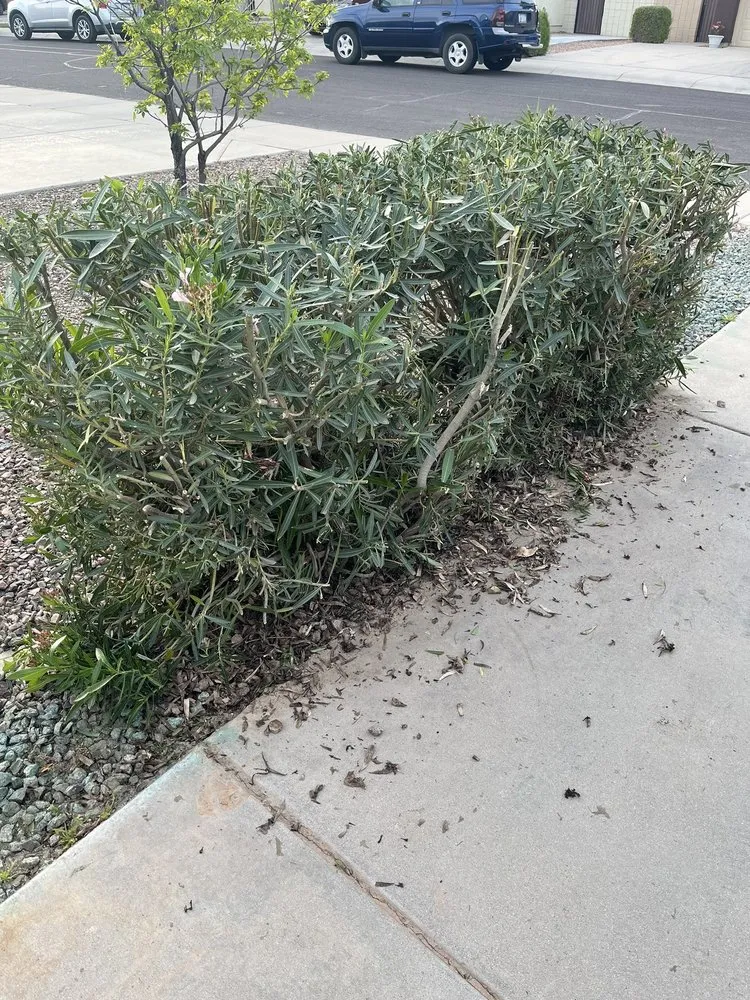 Top-rated residential landscaping for beautiful yards in Chandler, AZ by Enchanted Landscape and Pools