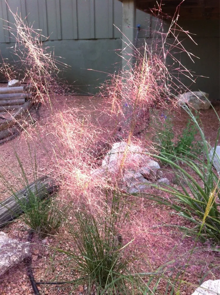 Local yard maintenance experts serving Fredericksburg, TX - Enchanted Rock Landscaping