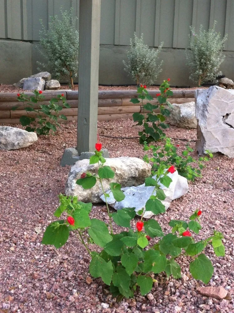 Reliable landscaping services experts serving Fredericksburg, TX - Enchanted Rock Landscaping