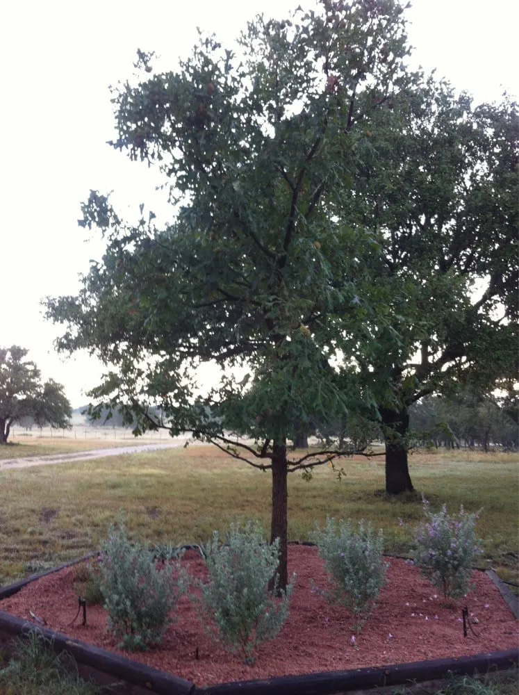 Affordable yard maintenance experts serving Fredericksburg, TX - Enchanted Rock Landscaping